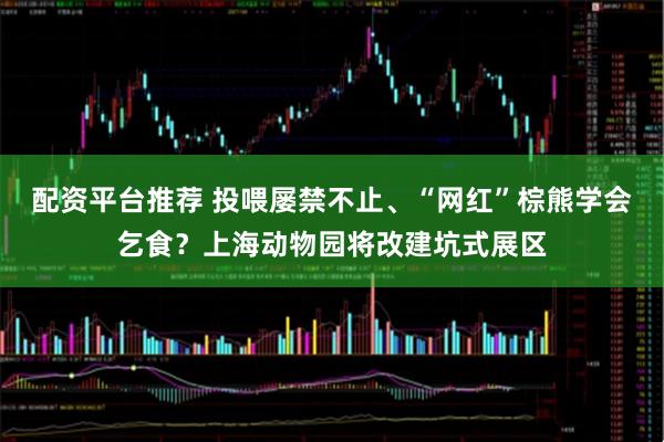 配资平台推荐 投喂屡禁不止、“网红”棕熊学会乞食？上海动物园将改建坑式展区